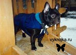 Выкройка попоны для бульдога.