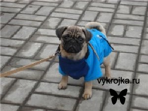 Выкройка комбинезона для собак.