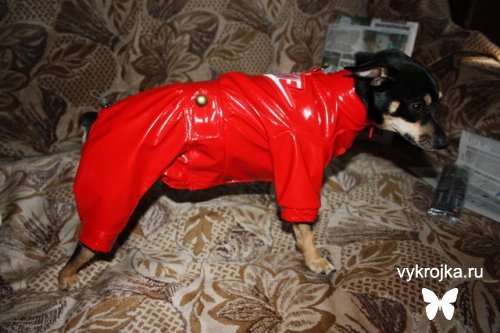 Комбинезон раздельный для собаки